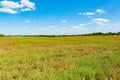A field sown with grass. Grass yellow and green Royalty Free Stock Photo