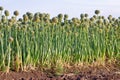 Field sown with onions. Green leaves of onion with flowers Royalty Free Stock Photo