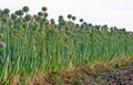 Field sown with onions. Green leaves of onion with flowers Royalty Free Stock Photo