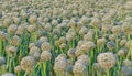 Field sown with onions. Green leaves of onion with flowers Royalty Free Stock Photo