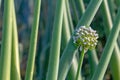 Field sown with onions. Green leaves of onion with flowers Royalty Free Stock Photo