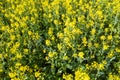 Field sown with yellow rape. View from above Royalty Free Stock Photo