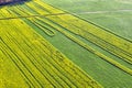 Field sown with yellow rape. View from above Royalty Free Stock Photo