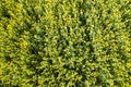 Field sown with yellow rape. View from above Royalty Free Stock Photo