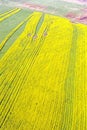 Field sown with yellow rape. View from above Royalty Free Stock Photo