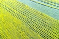 Field sown with yellow rape. View from above Royalty Free Stock Photo