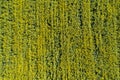 Field sown with yellow rape. View from above Royalty Free Stock Photo