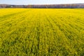 Field sown with yellow rape. View from above Royalty Free Stock Photo