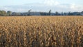 Field of Soy Beans Royalty Free Stock Photo