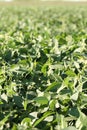 Field of soy beans - close up Royalty Free Stock Photo