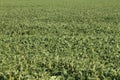 Field of soy beans Royalty Free Stock Photo