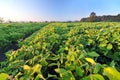 Field of soybean Royalty Free Stock Photo