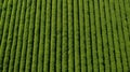 field soybean farm aerial