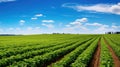 field soybean farm Royalty Free Stock Photo