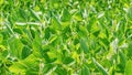 Field the soybean Glycine max in the rays summer sun, closeup Royalty Free Stock Photo