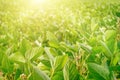 Field the soybean Glycine max in the rays summer sun, closeup Royalty Free Stock Photo