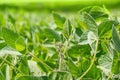 Field the soybean Glycine max in the rays summer sun Royalty Free Stock Photo