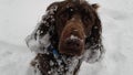 Field spaniel in the snow Royalty Free Stock Photo