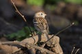 Field Sparrow Royalty Free Stock Photo