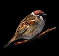 Field sparrow. Bird on black isolated background with clipping path. A sparrow sits on a branch. Close-up.