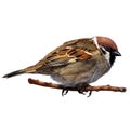 Field sparrow. Bird on white isolated background with clipping path. A sparrow sits on a branch. Close-up.