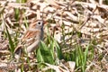 Field Sparrow Royalty Free Stock Photo