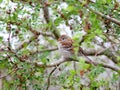 Field Sparrow Perched on a Branch Royalty Free Stock Photo
