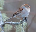 Field Sparrow Perched Royalty Free Stock Photo