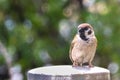 Field sparrow perched on top of a grey cement structure amidst a lush background of trees Royalty Free Stock Photo