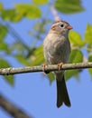 Field Sparrow Profile Royalty Free Stock Photo