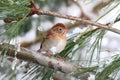 Field Sparrow (Spizella pusilla) On A Snow-covered Branch