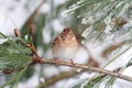 Field Sparrow (Spizella pusilla) On A Snow-covered Branch Royalty Free Stock Photo