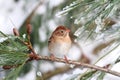 Field Sparrow (Spizella pusilla) On A Snow-covered Branch Royalty Free Stock Photo