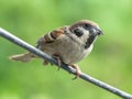 Field Sparrow on the wire. Royalty Free Stock Photo