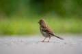 Field sparrow (Spizella pusilla) standing backward on the ground on blurred background