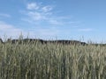 A field with spikelets against a background of forest and blue clear sky