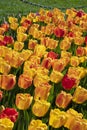 Field of spring blooming yellow, pink and red tulips, bokeh flower background. Selective focus bright color flowers. Royalty Free Stock Photo