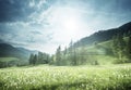 Field of spring dandelions in Dolomites Royalty Free Stock Photo