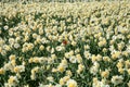 Field of spring flowers. Royalty Free Stock Photo