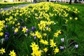 Field of Spring Flowers Royalty Free Stock Photo