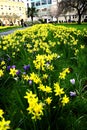Field of Spring Flowers Royalty Free Stock Photo