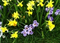 Field of Spring Flowers Royalty Free Stock Photo