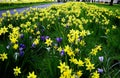 Field of Spring Flowers Royalty Free Stock Photo