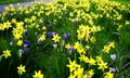 Field of Spring Flowers Royalty Free Stock Photo