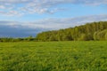 Field of spring flowers and perfect sky