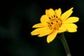 Field of spring flowers and perfect sunny day., marcro shot. Royalty Free Stock Photo