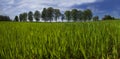 Field of spring greens Royalty Free Stock Photo