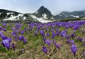 Field of spring time crocuses and Haramiya peak in the Rila Mountains, Bulgaria