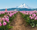 Field of Spring Tulips Blooming with Windmill and Snow Capped Mountain.