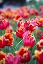 Field of spring tulips Royalty Free Stock Photo